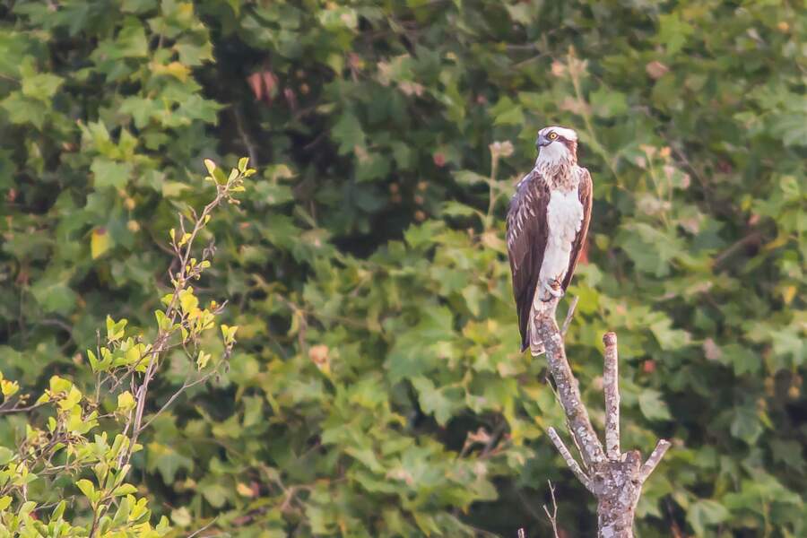 10 Oiseaux Surprenants Qui Nichent En Région Parisienne Geo