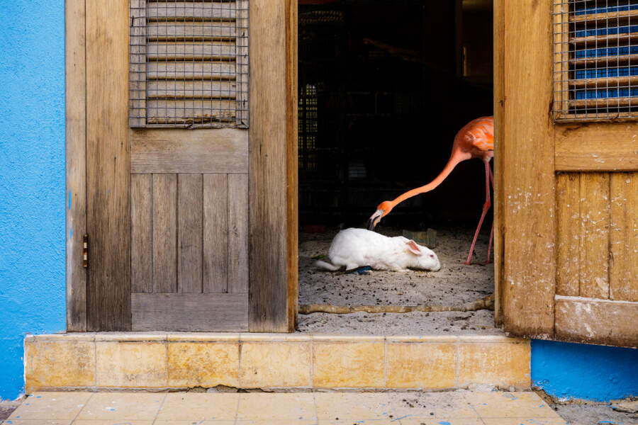 Bob le flamant rose, porte-parole de la cause environnementale - GEO