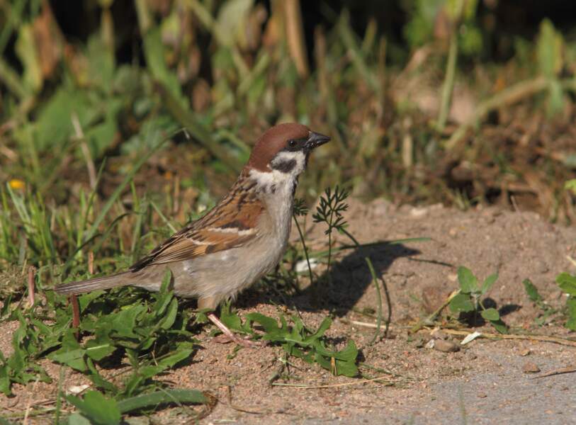 Liste Rouge Régionale Des Oiseaux Nicheurs D île De France