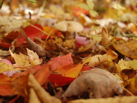 10 superbes photos aux couleurs de l'automne