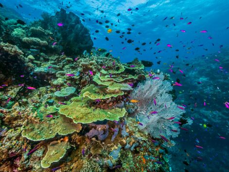 Dans les secrets du corail, en Papouasie Nouvelle-Guinée