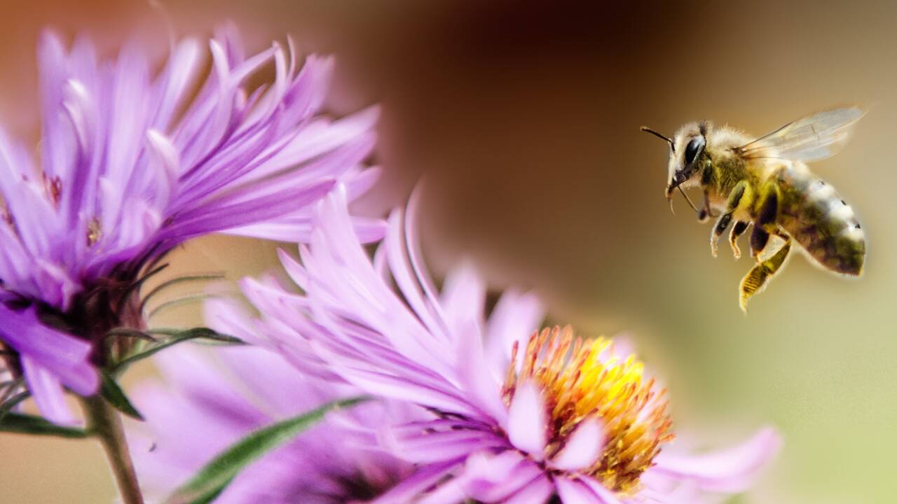 Pourquoi il faut sauver les abeilles ?