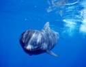 Îles Féroé : la chasse aux dauphins est-elle acceptable au nom de la tradition ?