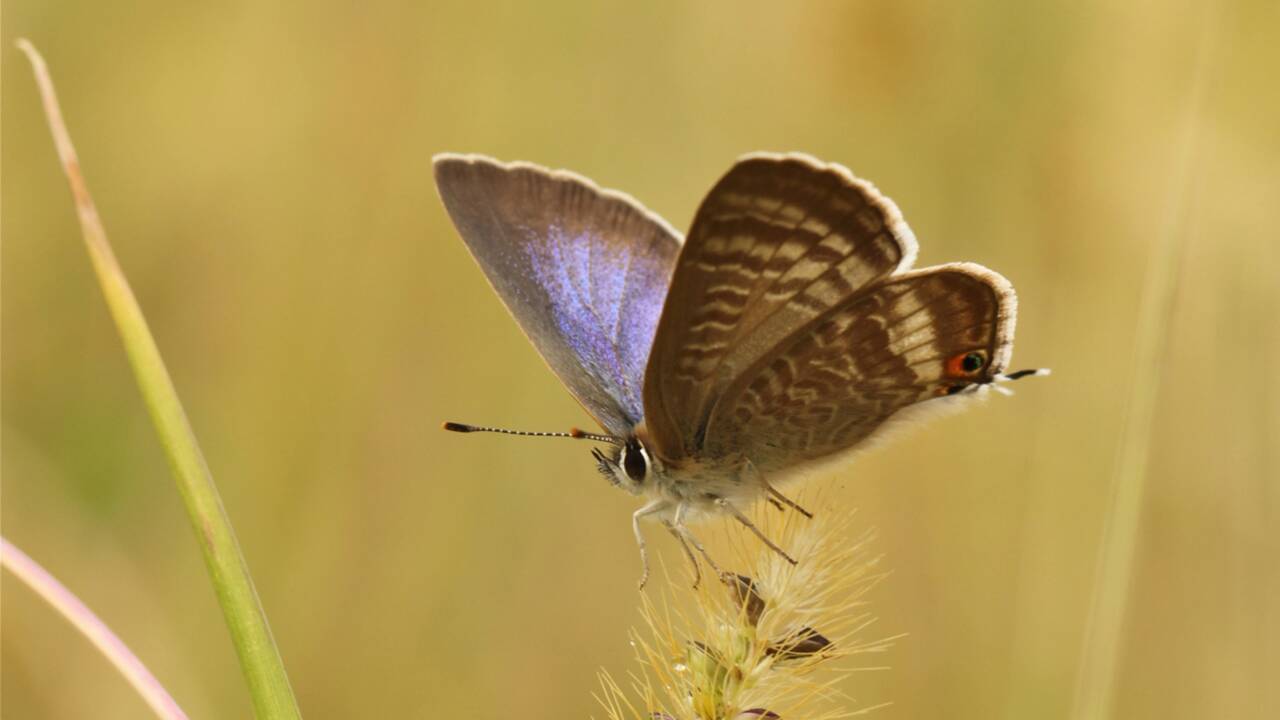 Au Royaume-Uni, des insectes exotiques témoignent du changement climatique