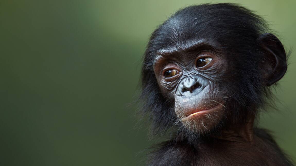 Quiz nature : testez vos connaissances sur les grands singes