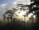 Communauté photo : la Guyane, écrin sauvage en Amazonie française