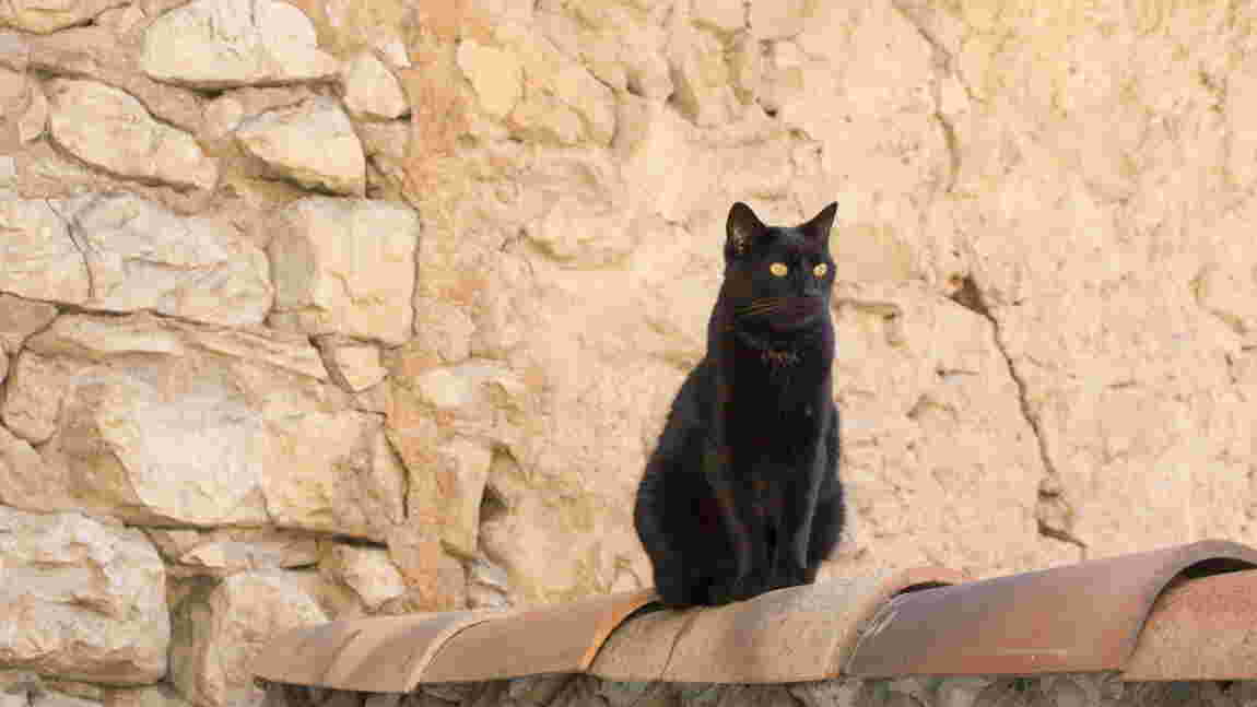 Le Chat Ne Nous Appartient Pas C Est Nous Qui Lui Appartenons Geo Fr