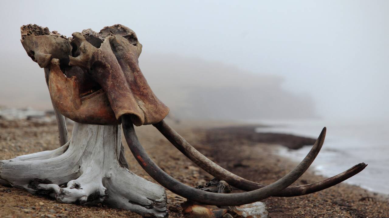 Sibérie : la Grande Liakhov, l'île aux mammouths