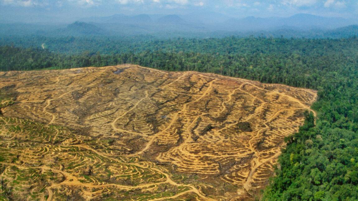 L'huile de palme est-elle mauvaise pour la planète ?