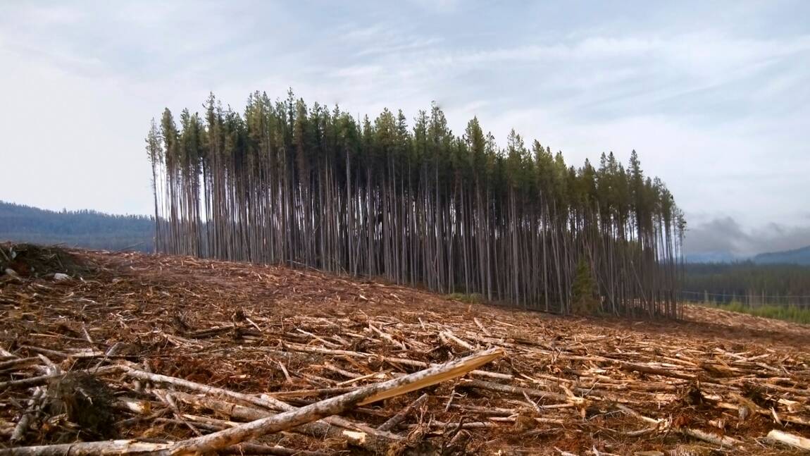 Déforestation : surveillez l'état de nos forêts en temps réel