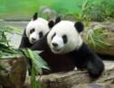 Les pandas géants menacés par la déforestation en Chine