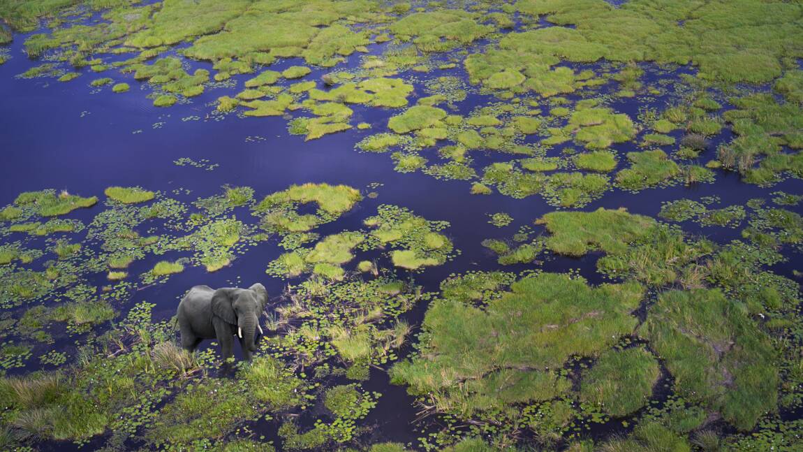 Botswana : la magie du delta de l'Okavango