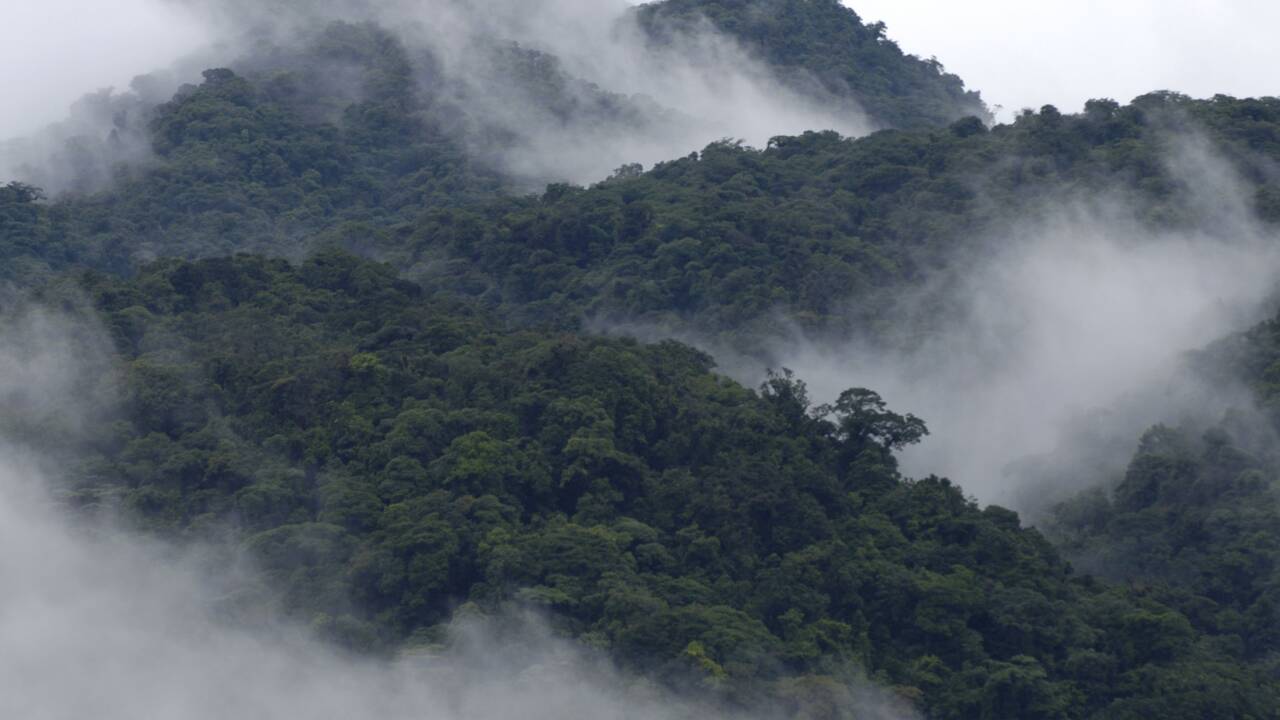 Costa Rica : les arbres, une rente tirée des crédits-carbone