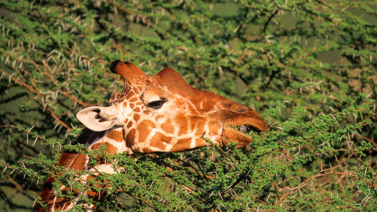 Quand une chasseuse s'attaque à une girafe, la Toile s'indigne