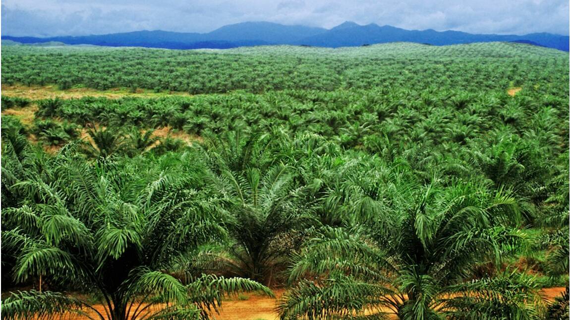 Faut-il interdire définitivement l’huile de palme ?
