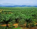 Faut-il interdire définitivement l’huile de palme ?