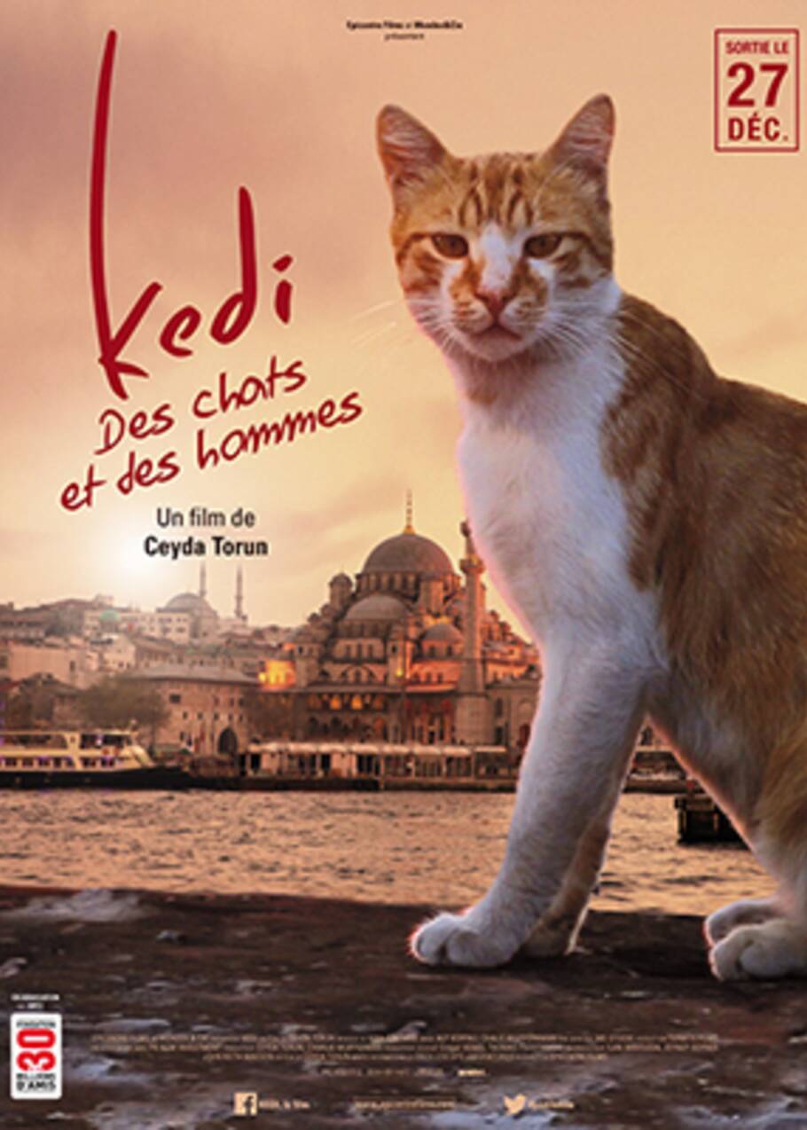 CINÉMA - Les chats d'Istanbul à l'affiche de Kedi