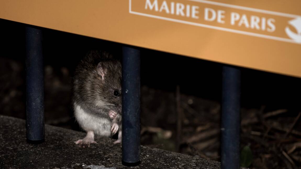 Paris part à la chasse aux rats