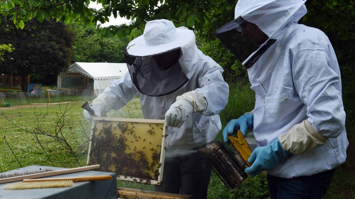 17 villes favorables aux abeilles labellisées "ApiCité"