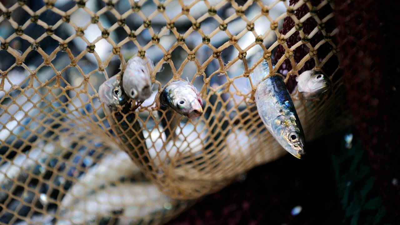 L'aquaculture menace la sécurité alimentaire des pays en développement