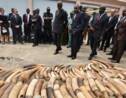 Côte d'Ivoire: saisie de 600 kg d'ivoire et 600 kg d'écailles de pangolin (police)