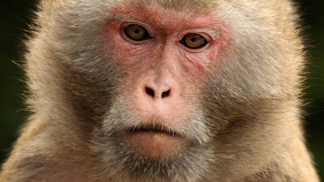 Japon: un zoo sacrifie 57 singes par souci de protection de l'espèce indigène