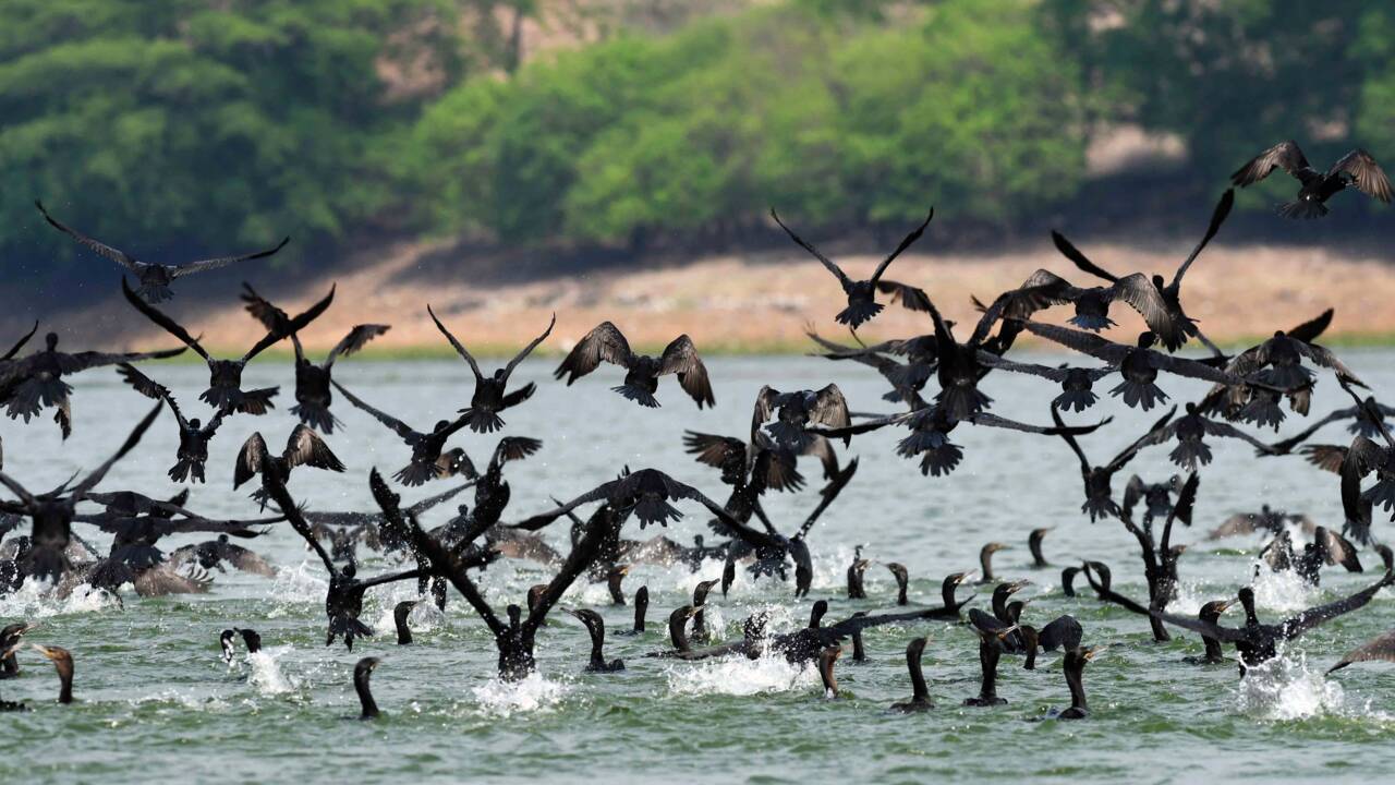 Au Salvador, la bataille pour le poisson entre cormorans et pêcheurs