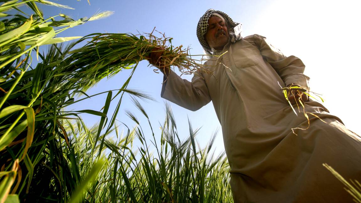 Dans le sud agricole de l'Irak, la sécheresse s'accentue