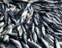 Atlantique: l'interdiction de certaines pêches sera plus systématique