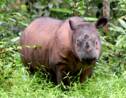 Sumatra: sauver le plus petit rhinocéros du monde
