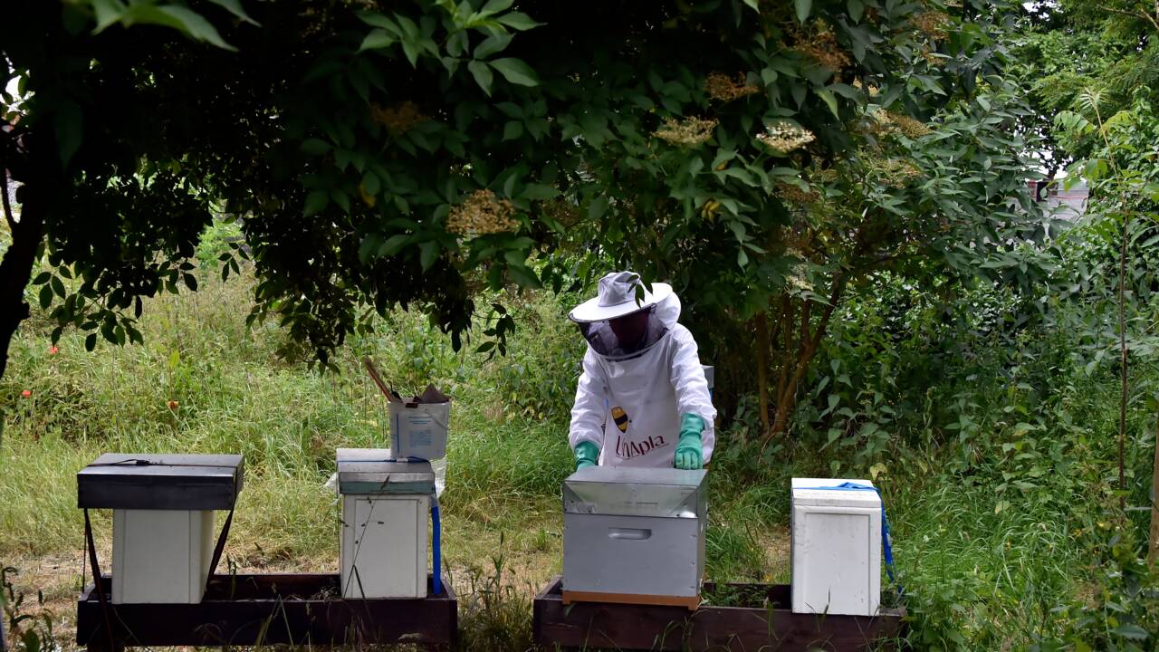 Trois choses à savoir sur les néonicotinoïdes, ces insecticides "tueurs d'abeilles"