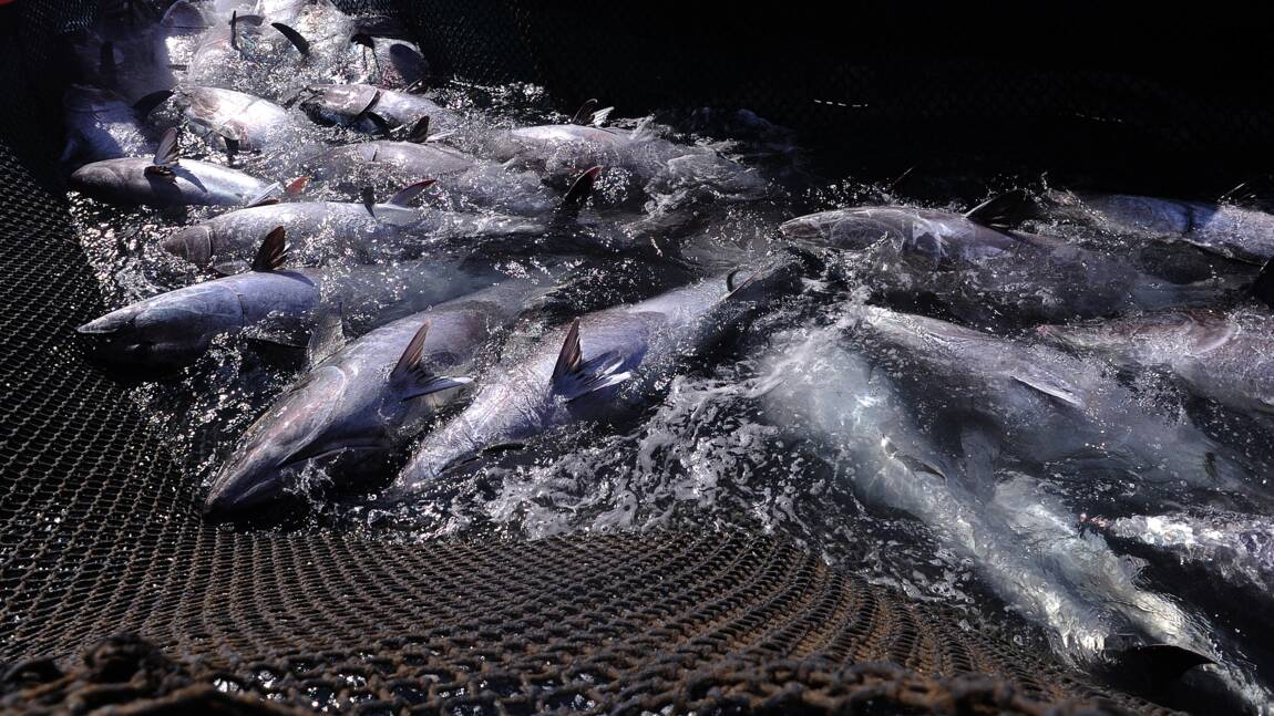 En Méditerranée, le thon rouge a repeuplé les pâturages marins