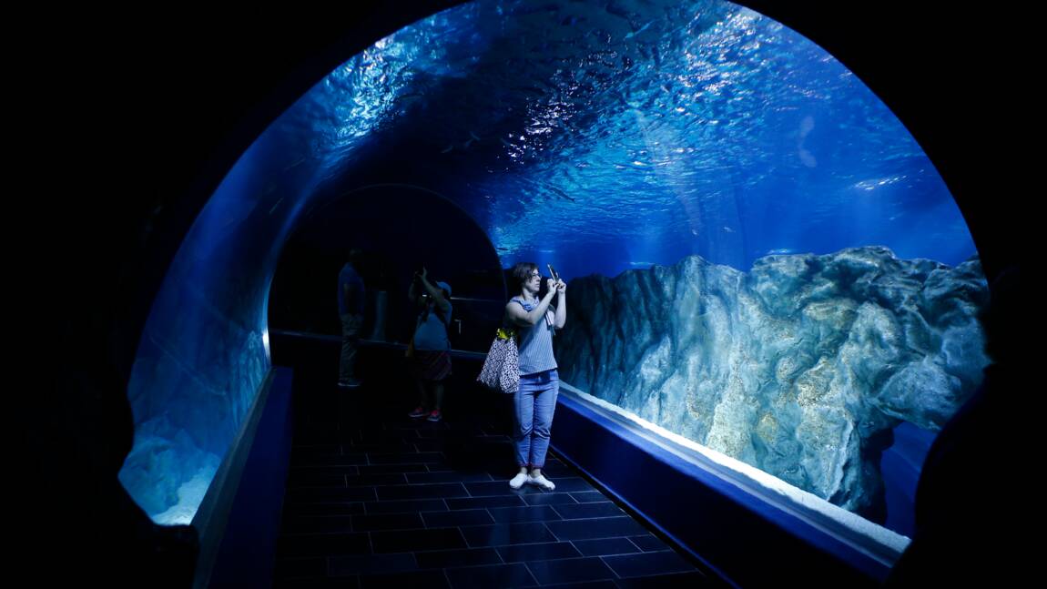 Un aquarium géant va bientôt ouvrir ses portes à Jérusalem