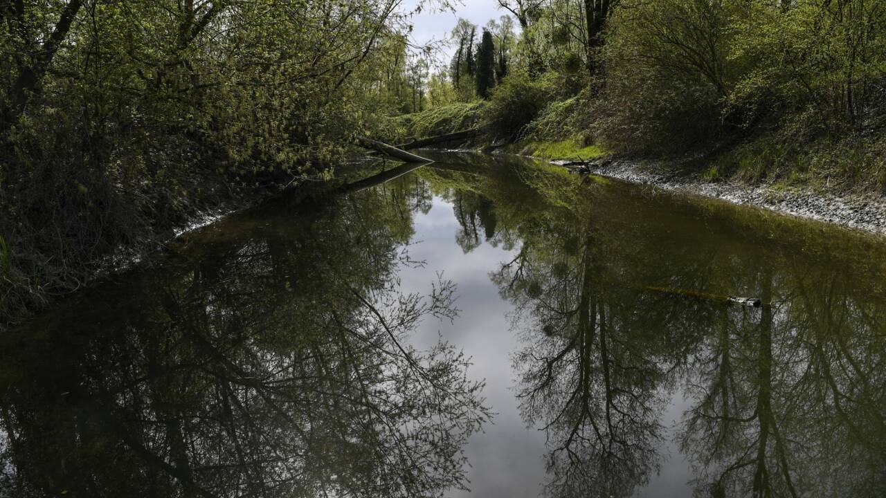 Réhabilitées, les lônes redeviennent les "réservoirs d'espèces" du Rhône