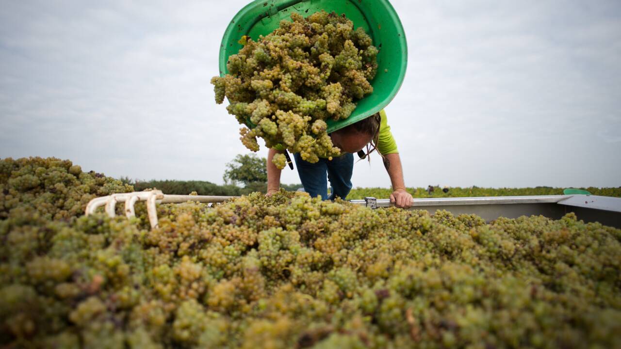 Changement climatique et nouvelle règlementation pourraient faire renaître le vin en Bretagne