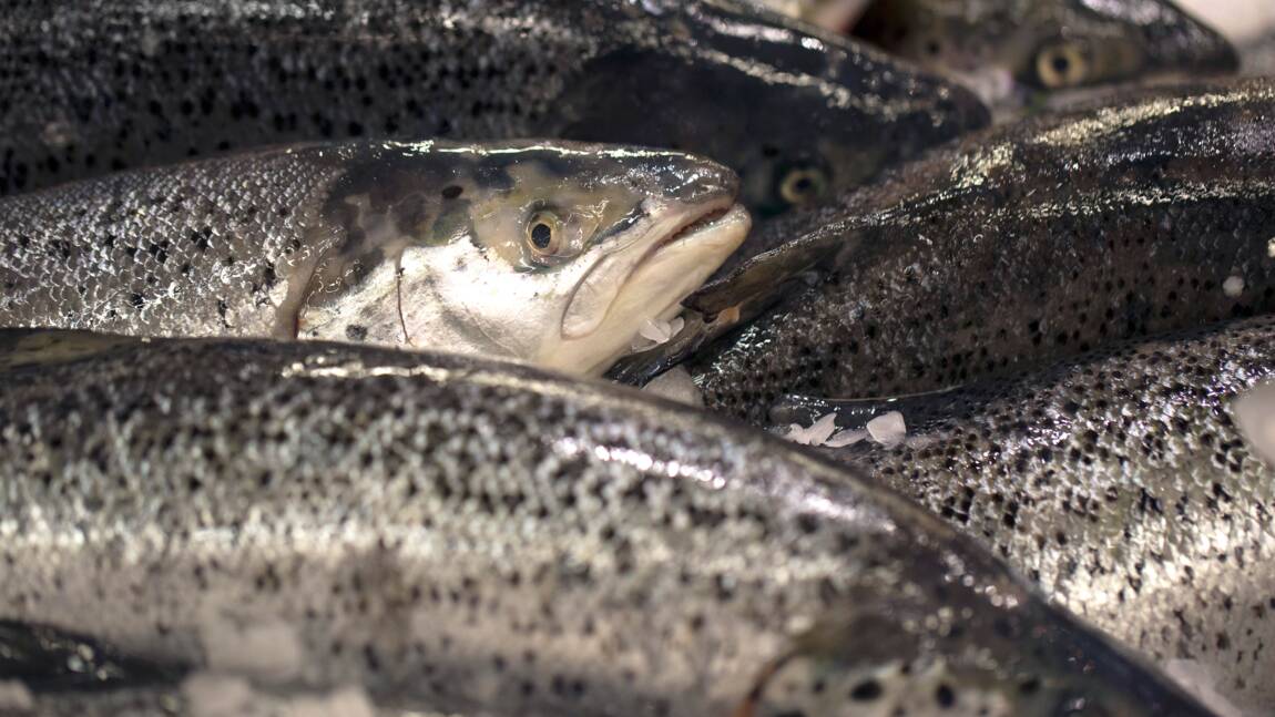 Du saumon OGM vendu au Canada, inquiétudes des écologistes