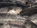 Du saumon OGM vendu au Canada, inquiétudes des écologistes