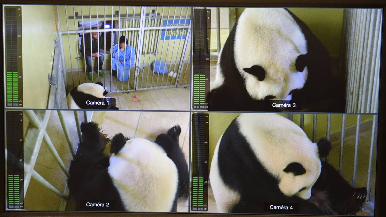 Le Zoo De Beauval Aux Petits Soins Pour Le Premier Bebe Panda De France Geo Fr