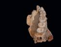 Un fossile trouvé en Israël repousse la sortie d'Afrique de l'homme moderne