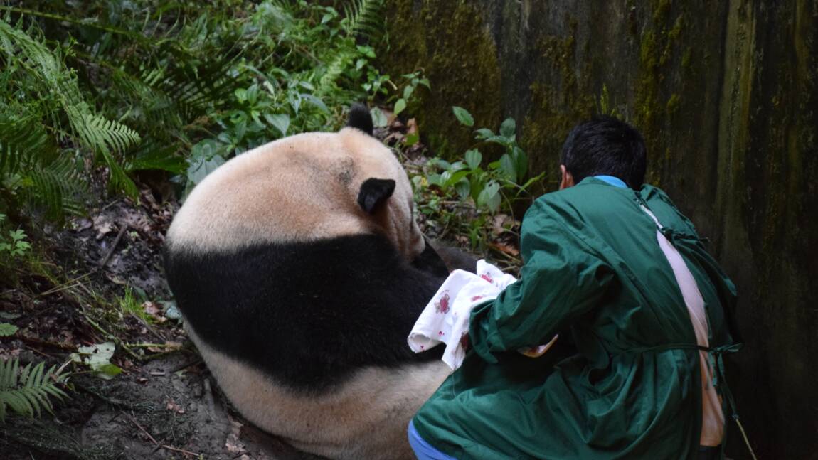 Chine: premier panda au monde né d'une mère captive et d'un père sauvage