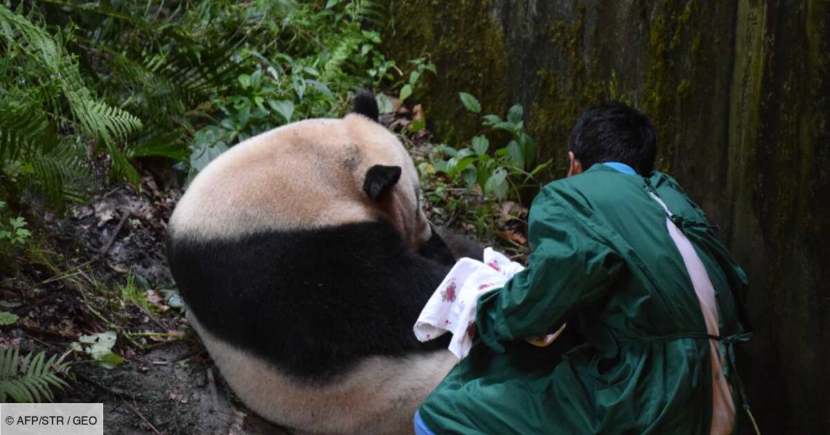 Chine Premier Panda Au Monde Ne D Une Mere Captive Et D Un Pere Sauvage Geo Fr