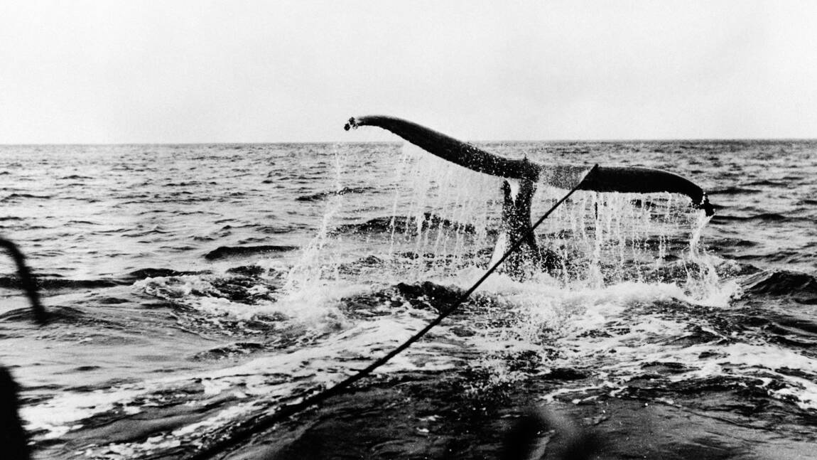 Chasse à la baleine: l'approbation d'un texte pro-cétacés tend la réunion de la CBI