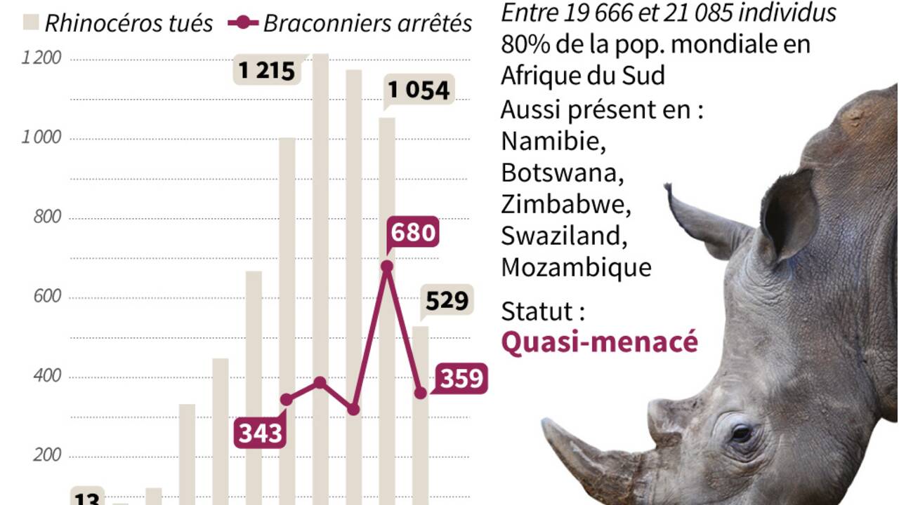 Afsud: fin des enchères controversées de cornes de rhinocéros
