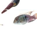 Les poissons ont de la personnalité, selon une étude britannique
