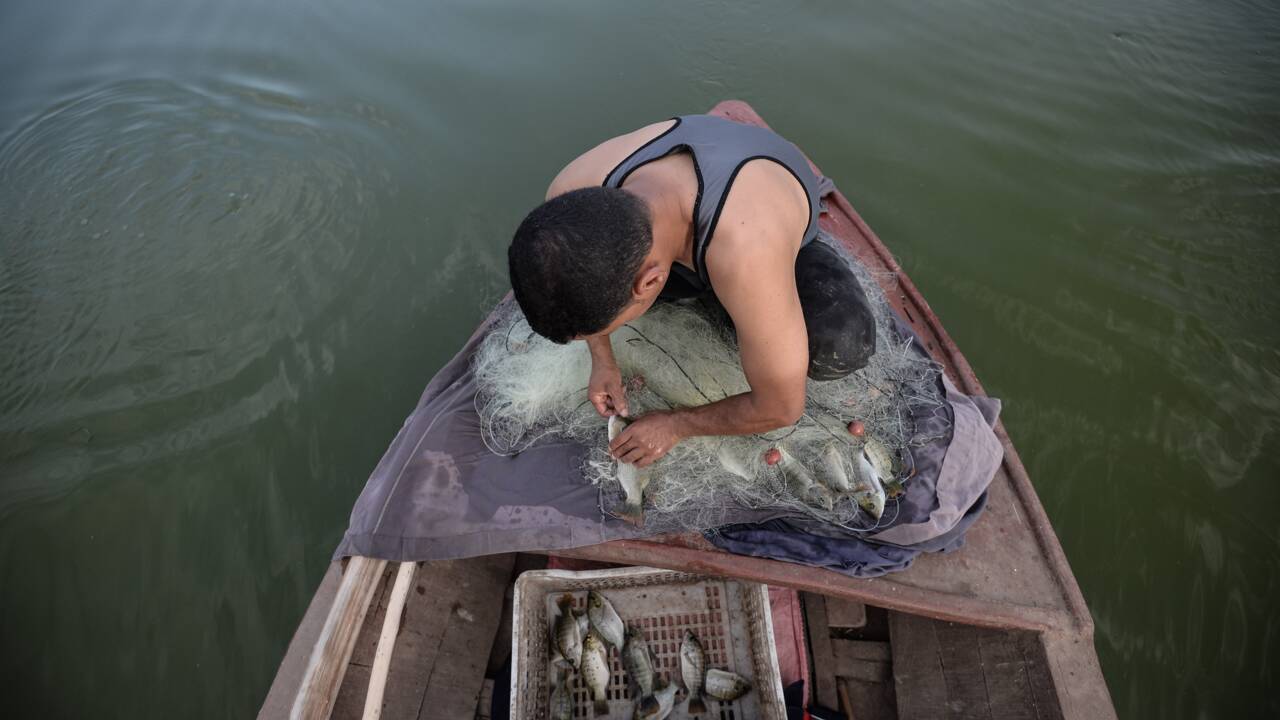 Egypte: à Menouf, chez les pêcheurs de la "mer pharaonique"