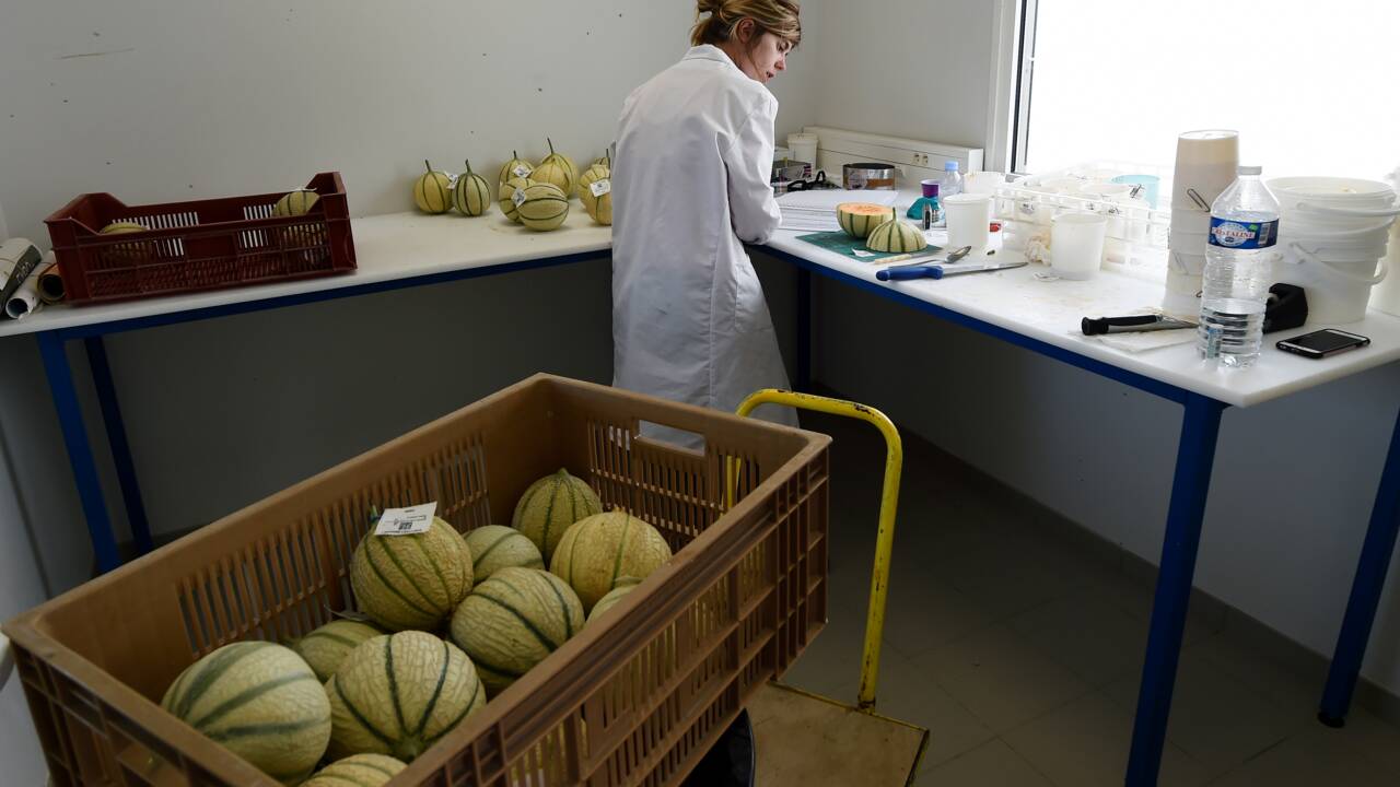 Les melons du monde se diversifient et restent les mêmes