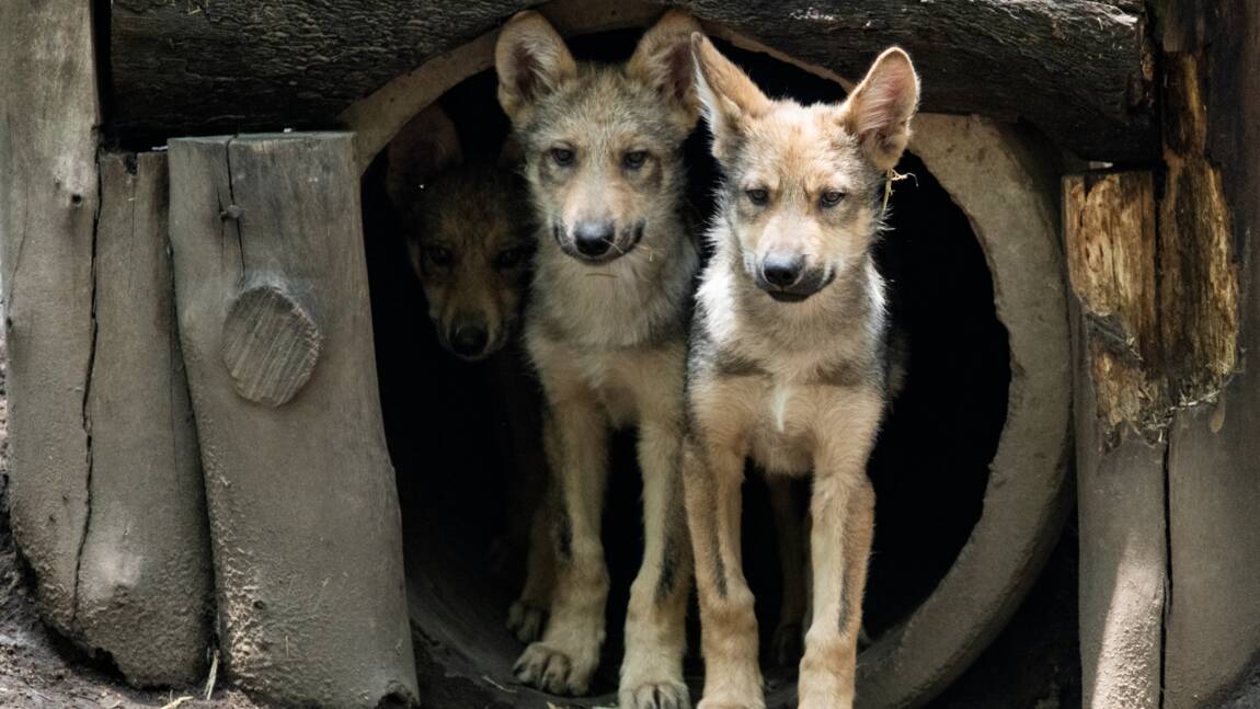 Le zoo de Mexico s'enorgueillit d'une portée de huit petits loups