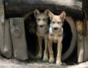 Le zoo de Mexico s'enorgueillit d'une portée de huit petits loups