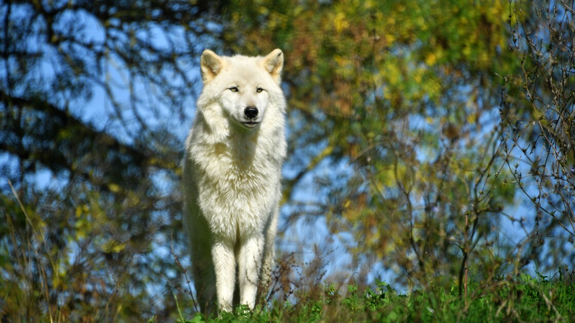 La Pr Sence D Un Loup Solitaire Dans Le Gard Confirm E Par La Pr Fecture Geo Fr