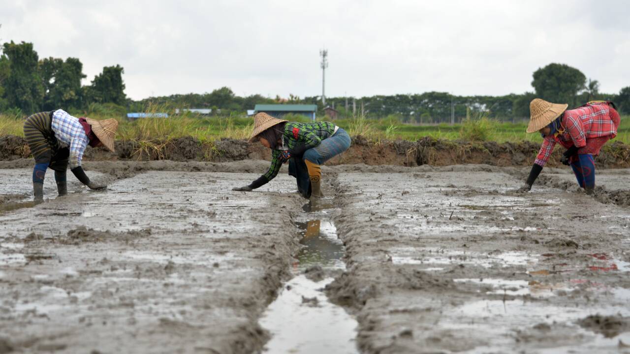 Les gaz à effet de serre dus aux rizières probablement très sous-estimés